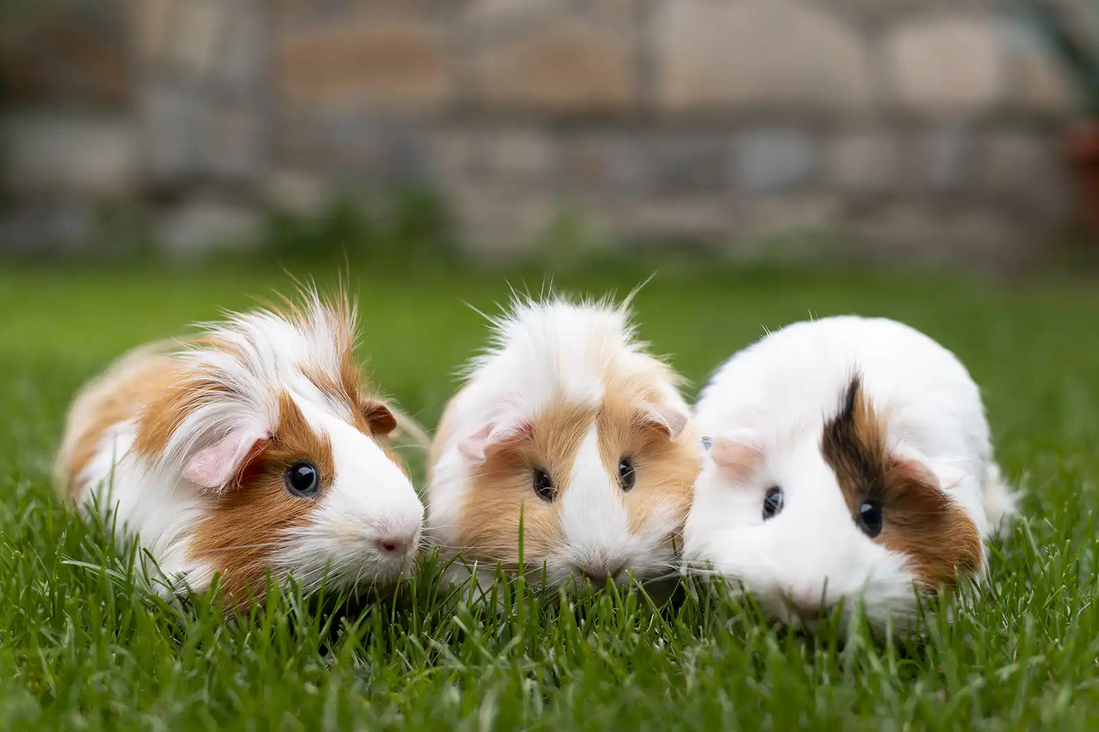 Alimentação Saudável para Hamsters