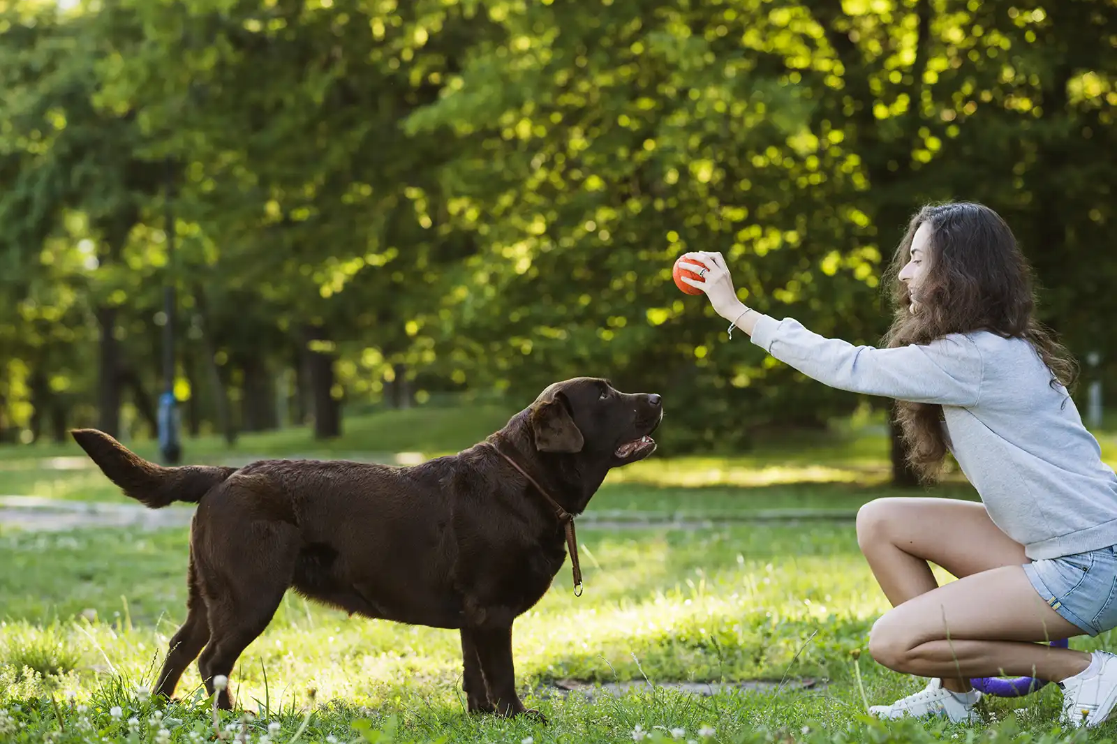 Como Treinar Seu Cachorro a Fazer Truques Simples - Meu Pet Meu Amigo