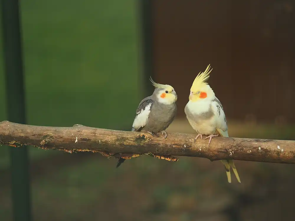 Cuidados Especiais com Aves Exóticas - Meu Pet Meu Amigo 04