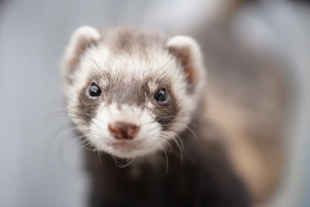 Guia Completo para Cuidar de Ferrets em Casa - Meu Pet Meu Amigo 01