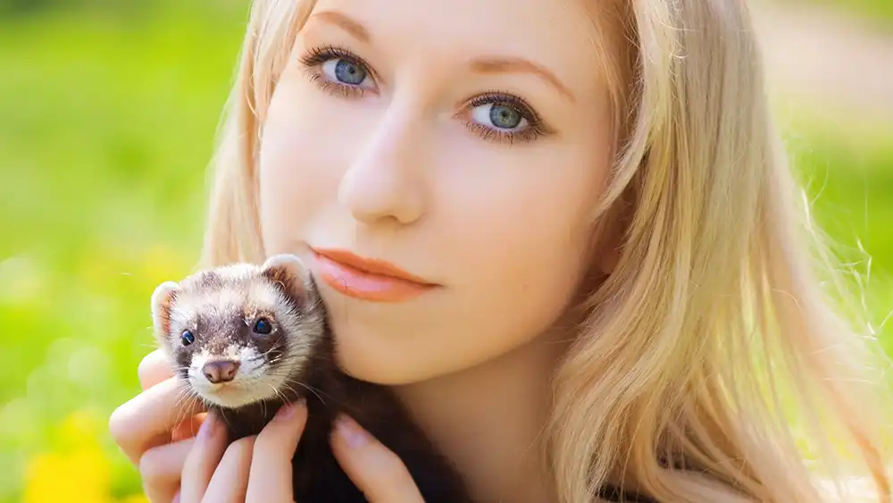 Guia Completo para Cuidar de Ferrets em Casa - Meu Pet Meu Amigo 02