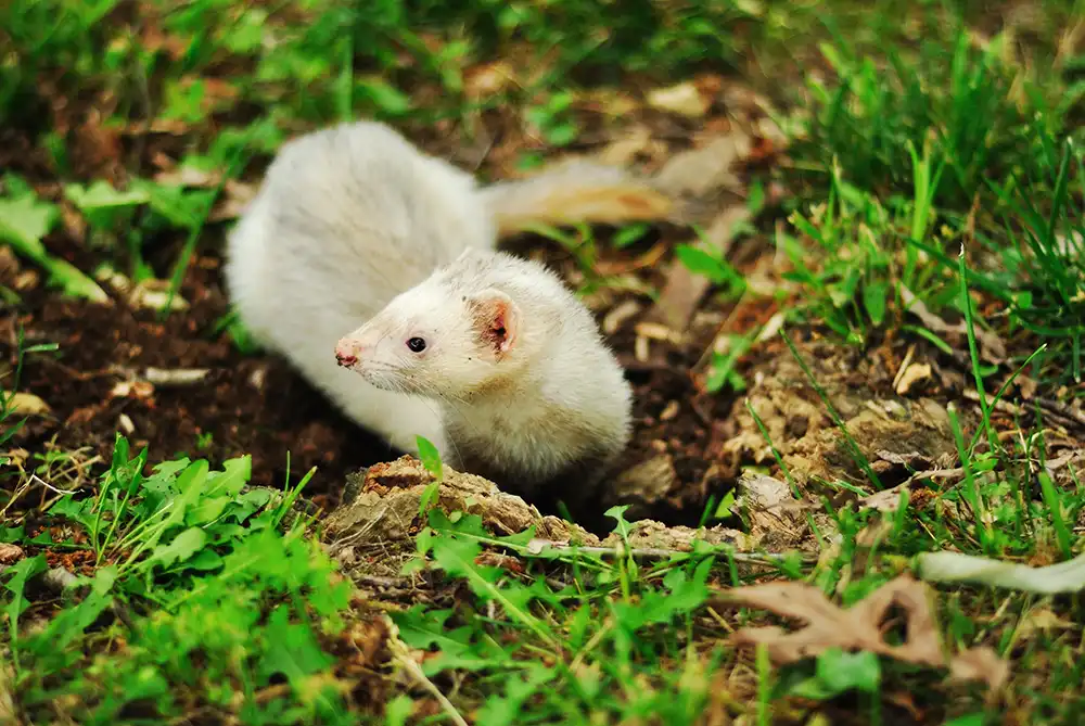 Guia Completo para Cuidar de Ferrets em Casa - Meu Pet Meu Amigo 03