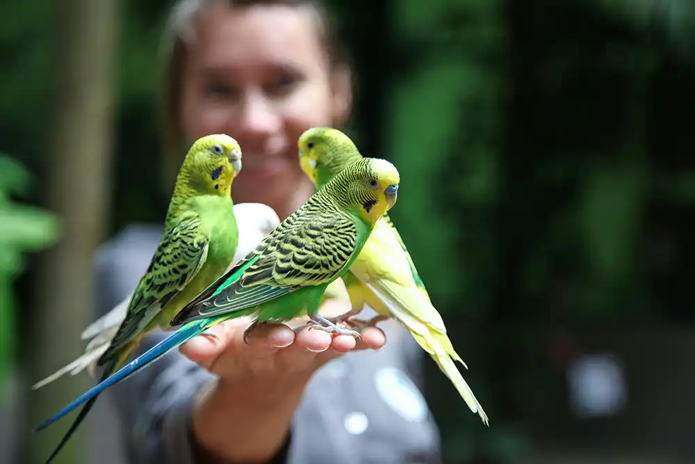 Quais Espécies de Aves São Permitidas Como Pets - Meu Pet Meu Amigo 02