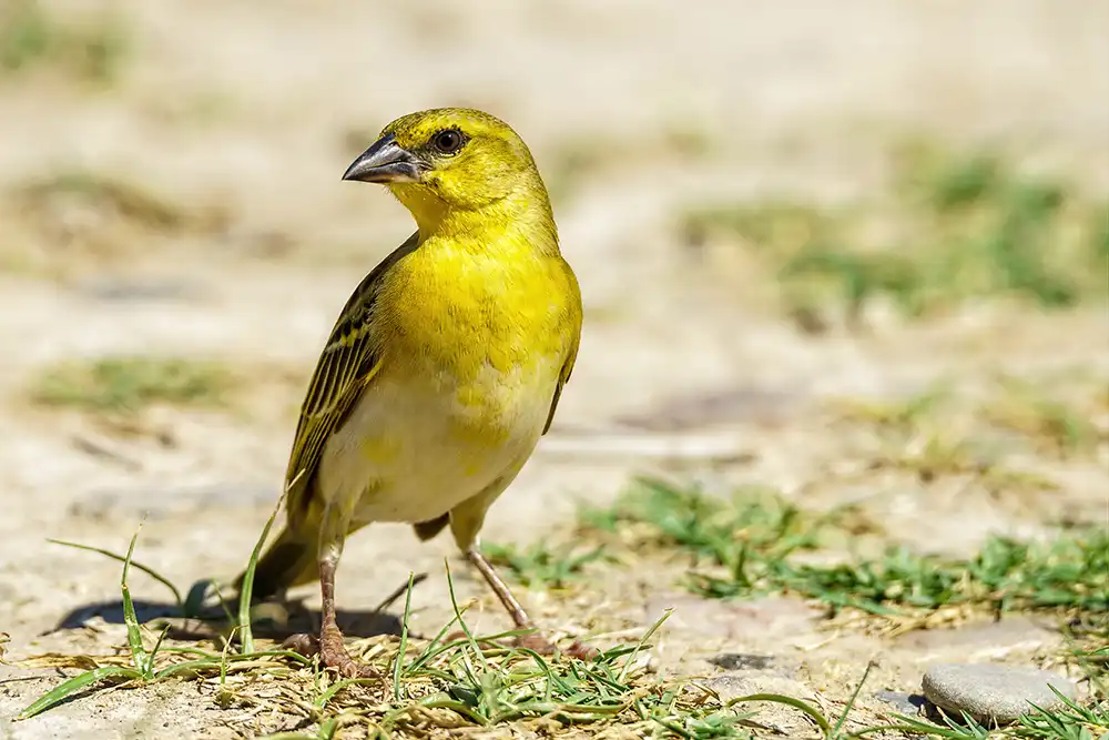 Quais Espécies de Aves São Permitidas Como Pets - Meu Pet Meu Amigo 03