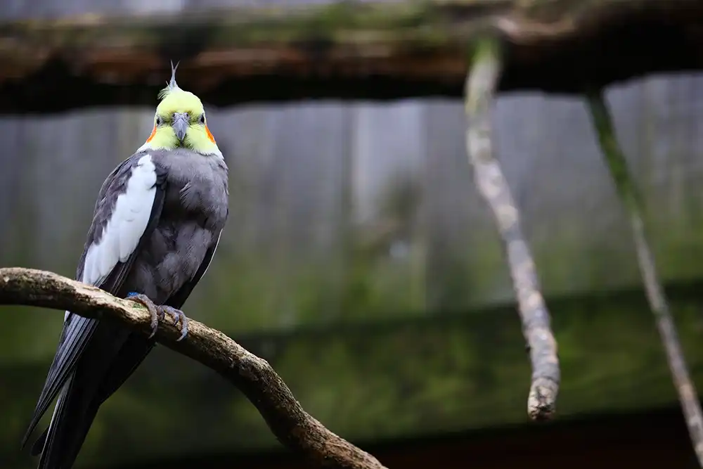 Quais Espécies de Aves São Permitidas Como Pets - Meu Pet Meu Amigo