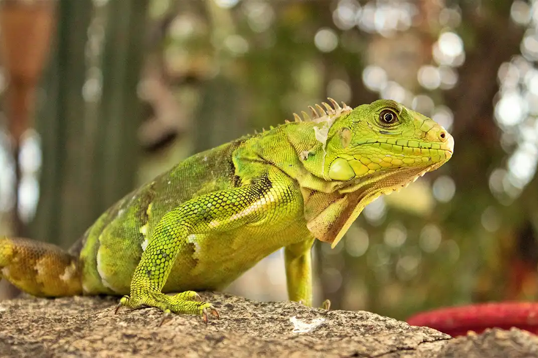 7 Dicas Incríveis de Como Criar com Iguanas em Casa - Meu Pet Meu Amigo 01