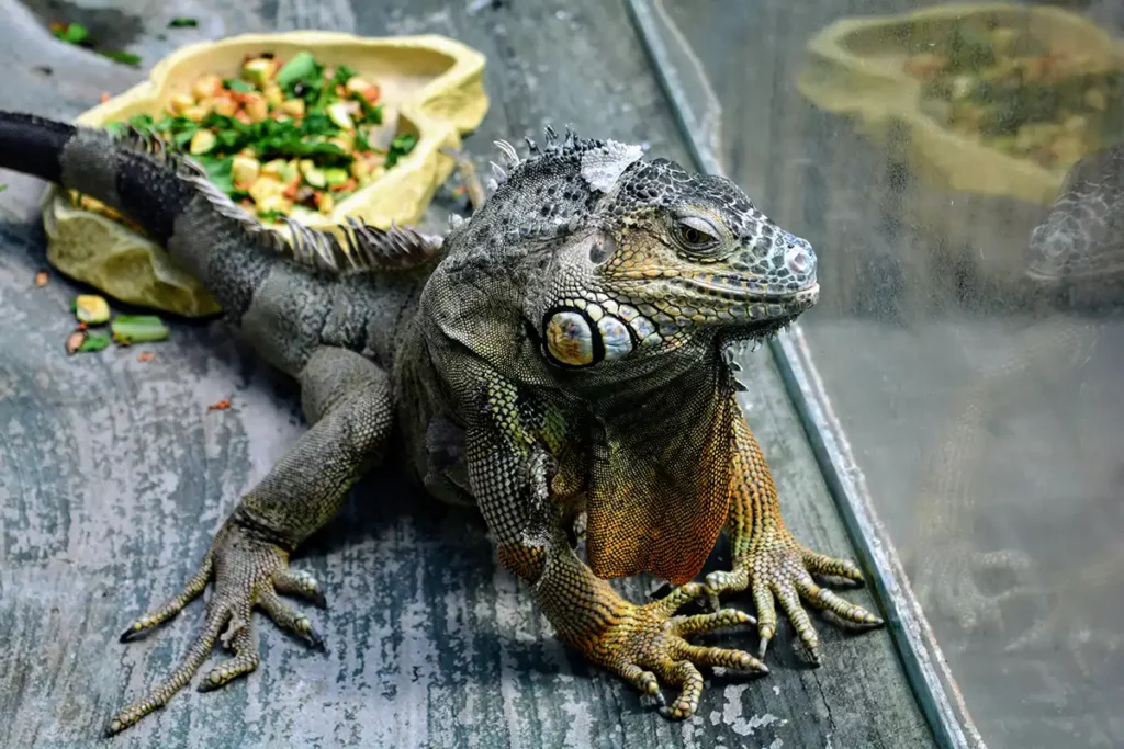 7 Dicas Incríveis de Como Criar com Iguanas em Casa - Meu Pet Meu Amigo 02