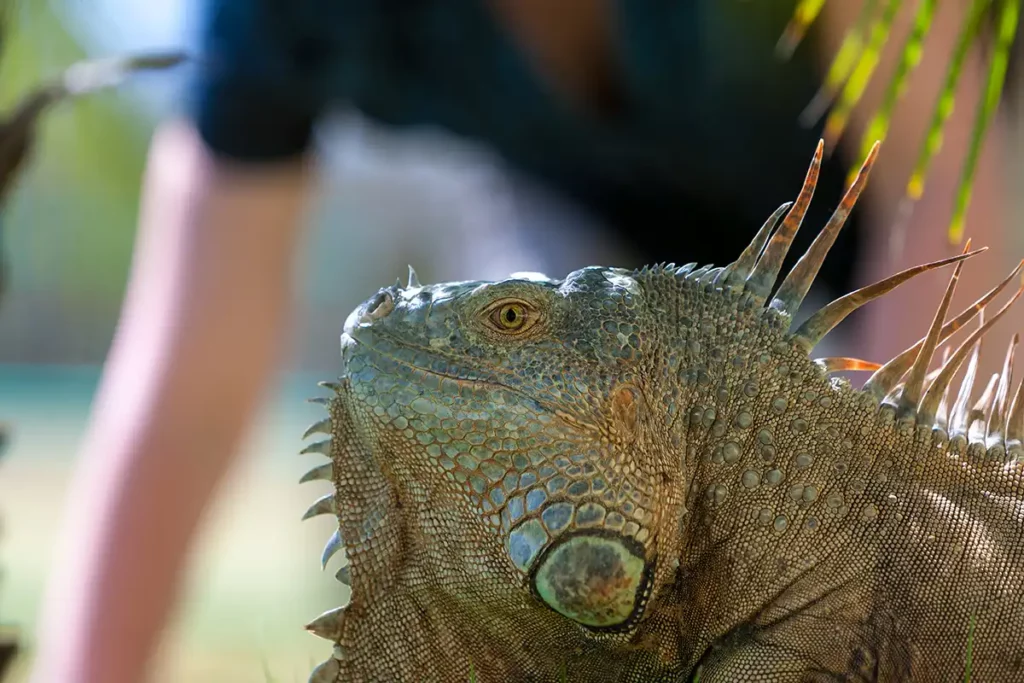 7 Dicas Incríveis de Como Criar com Iguanas em Casa - Meu Pet Meu Amigo 03