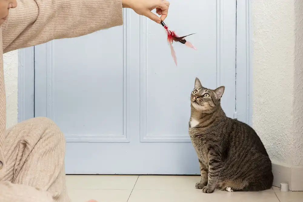 A Importância dos Brinquedos para Gatos e Como Escolhê-los - Meu Pet Meu Amigo 02