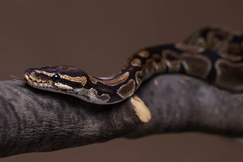 É Possível Ter uma Jiboia como Animal de Estimação? - Meu Pet Meu Amigo 01