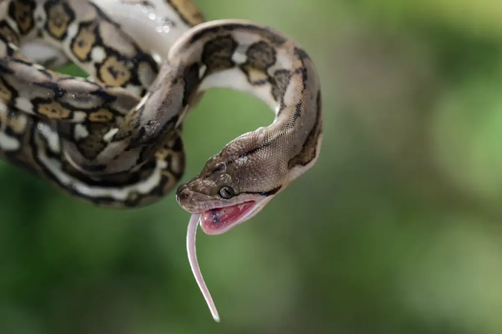 É Possível Ter uma Jiboia como Animal de Estimação? - Meu Pet Meu Amigo 03