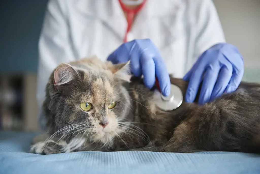 FeLV - A Leucemia dos gatos - Compreendendo o Vírus - Meu Pet Meu Amigo02