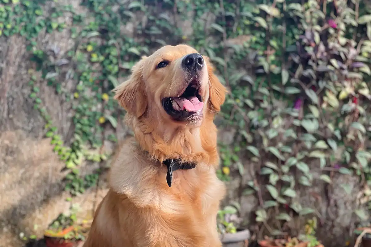 Golden Retriever - O Cachorro Mais Dócil - Meu Pet Meu Amigo 01