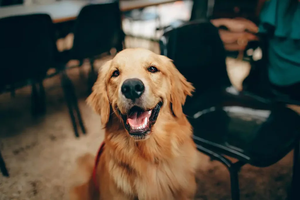 Golden Retriever - O Cachorro Mais Dócil - Meu Pet Meu Amigo 02