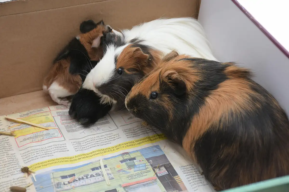 Guia Completo- Como Cuidar de um Porquinho da Índia em Casa - Meu Pet Meu Amigo 01