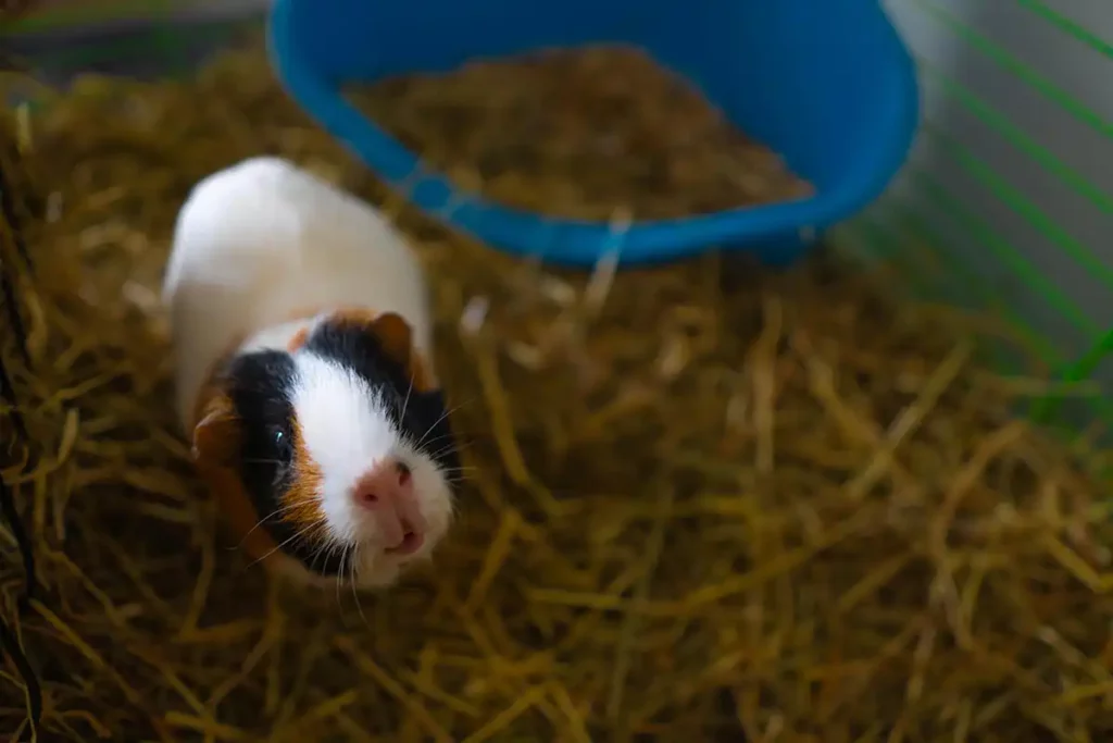 Guia Completo- Como Cuidar de um Porquinho da Índia em Casa - Meu Pet Meu Amigo 02