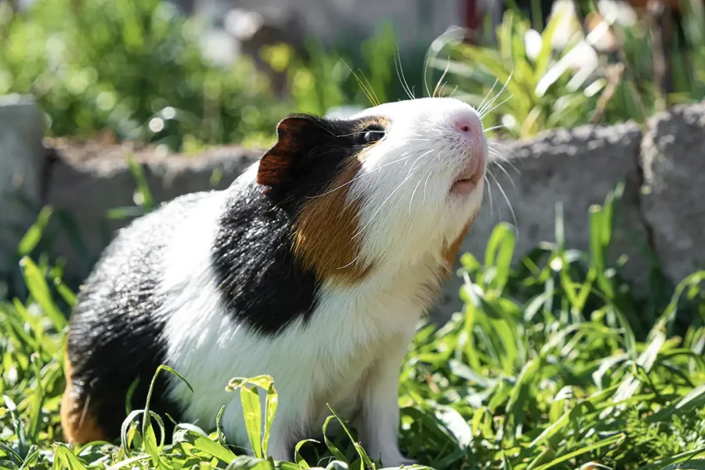 Guia Completo- Como Cuidar de um Porquinho da Índia em Casa - Meu Pet Meu Amigo 03