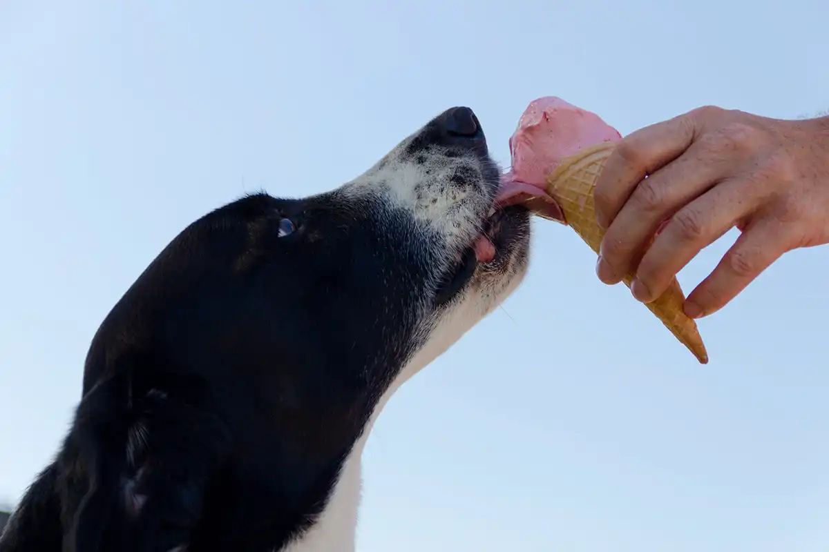 s alimentos que cães não podem comer - Me Pet Meu Amigo 01