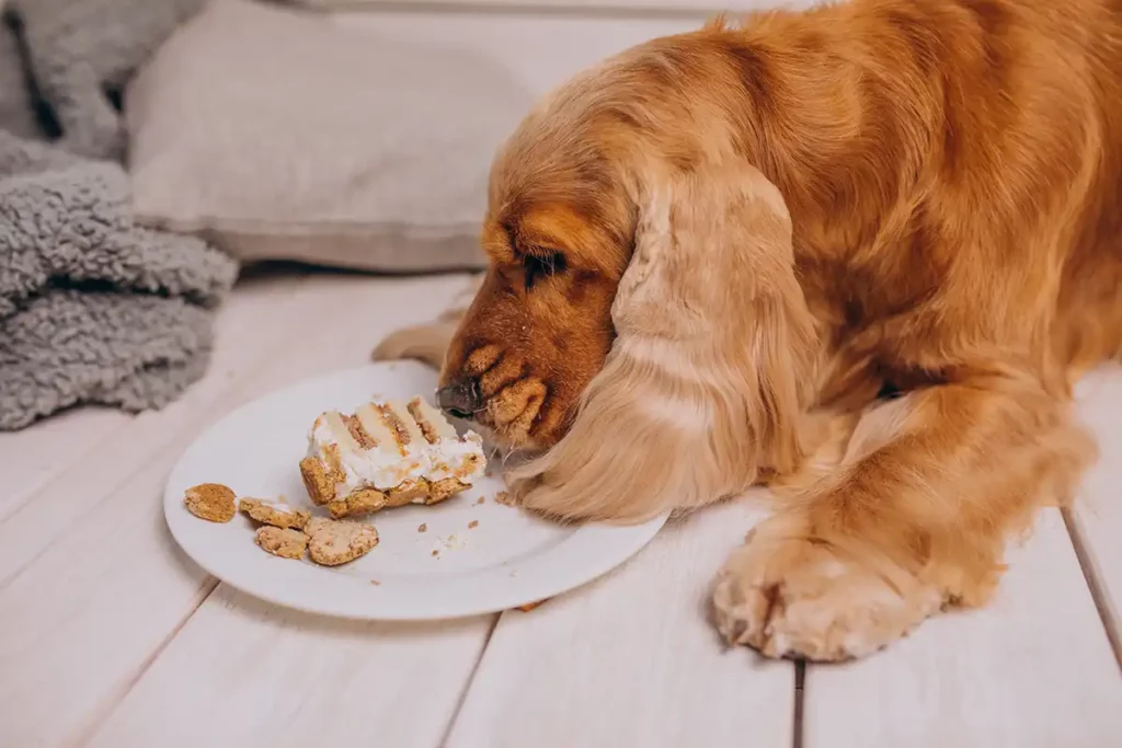 Quais alimentos que cães não podem comer - Me Pet Meu Amigo 02