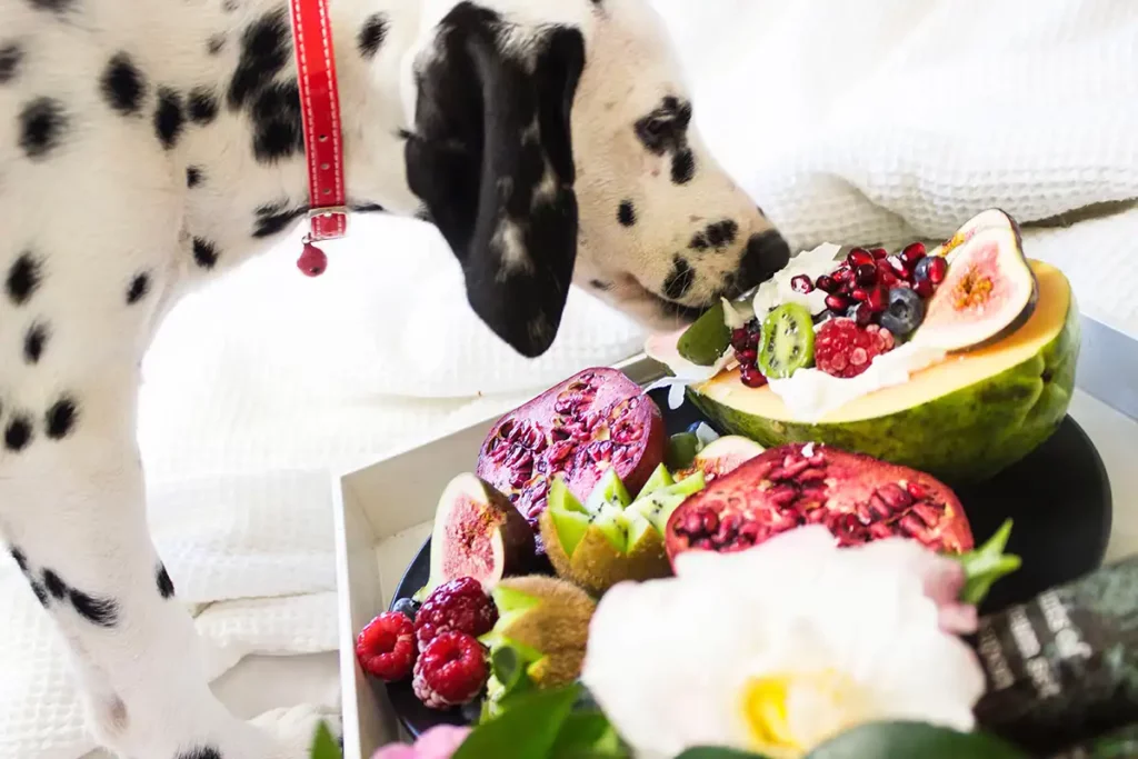 Quais alimentos que cães não podem comer - Me Pet Meu Amigo 03