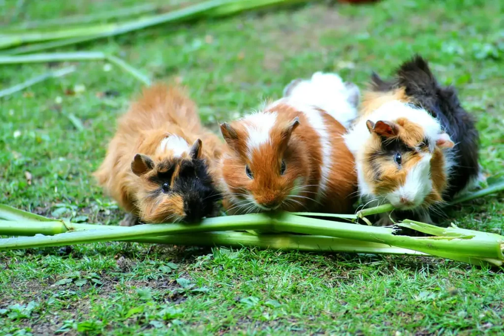 Qual é a diferença entre hamster e porquinho da índia? - Meu Pet Meu Amigo 03