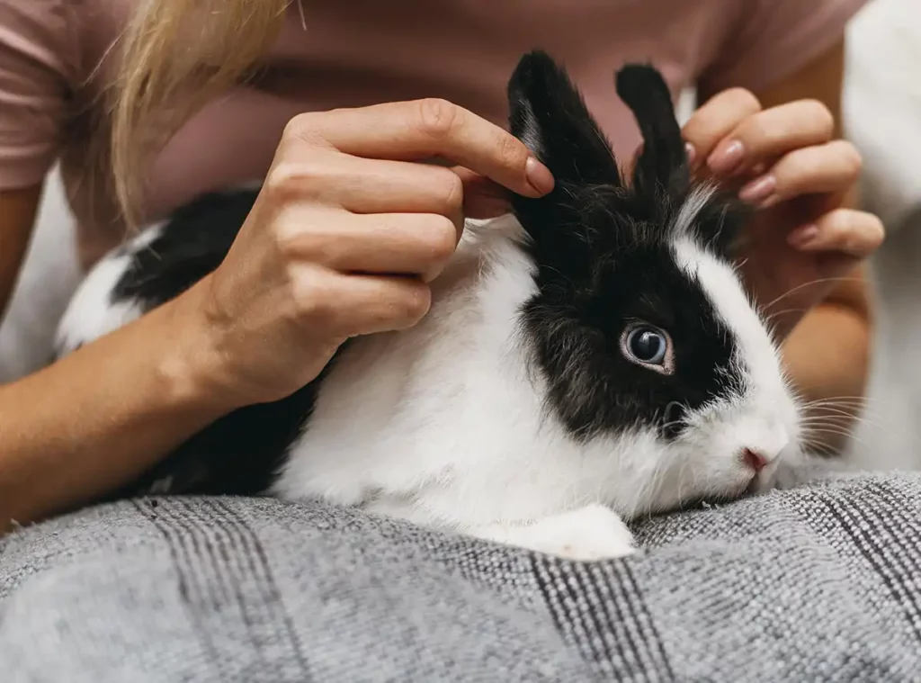 Qual é a raça de coelho mais adequada para ter em casa? - Meu Pet Meu Amigo