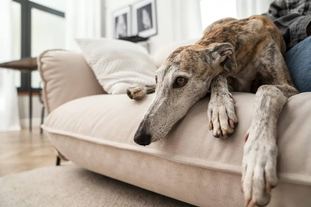 Raças de Cães Ideais para Apartamentos - Meu Pet Meu Amigo 03