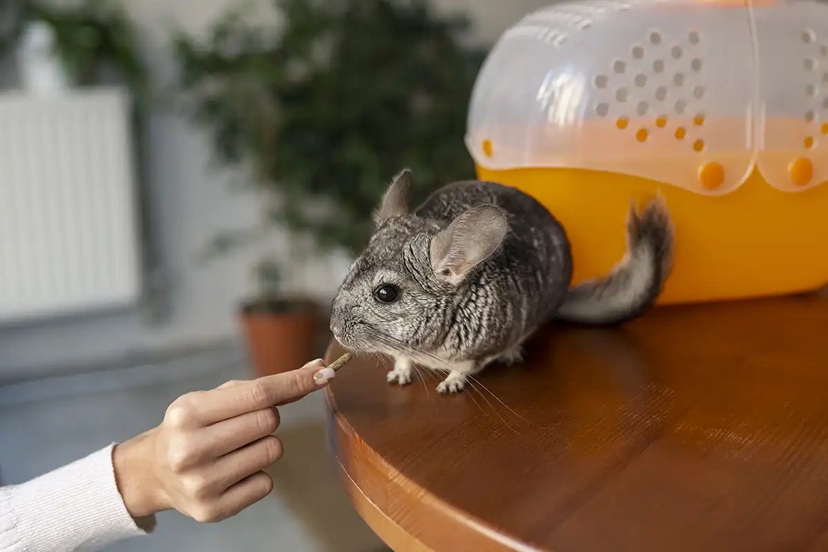 Cuidados com a Chinchila como Animal Doméstico - Meu Pet Meu Amigo 01