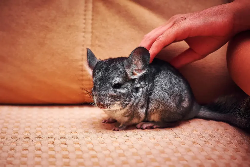 Cuidados com a Chinchila como Animal Doméstico - Meu Pet Meu Amigo 02