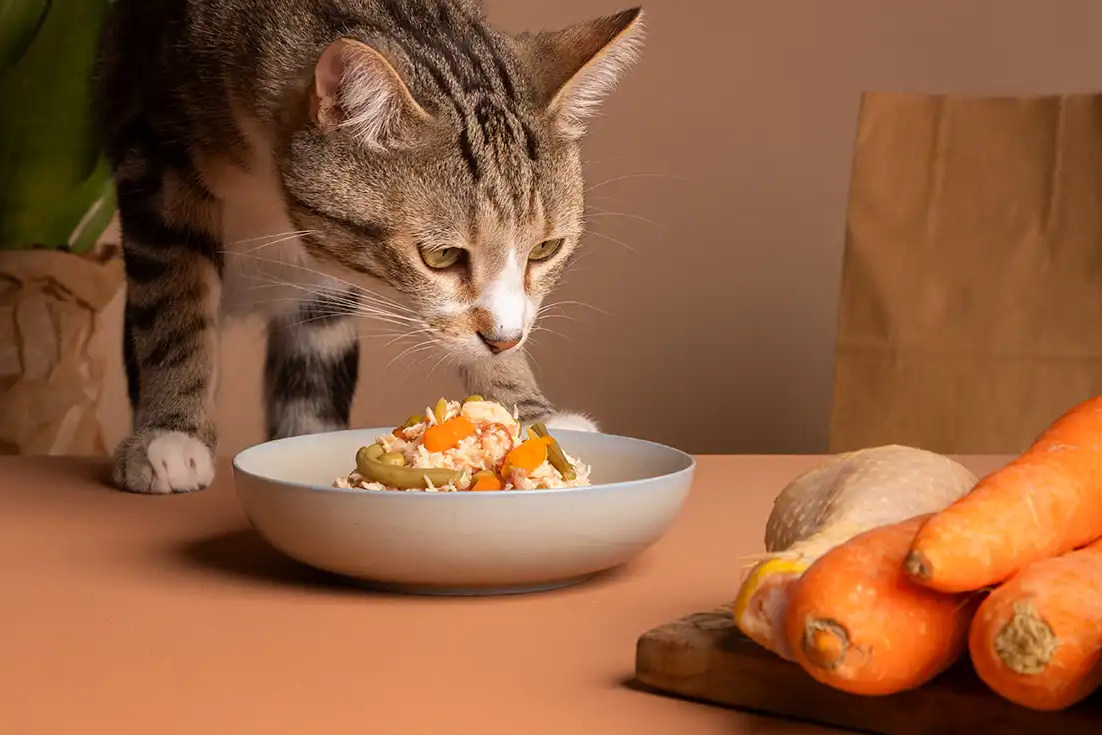 Descubra quais alimentos os gatos podem comer com segurança - Meu Pet Meu Amigo 01