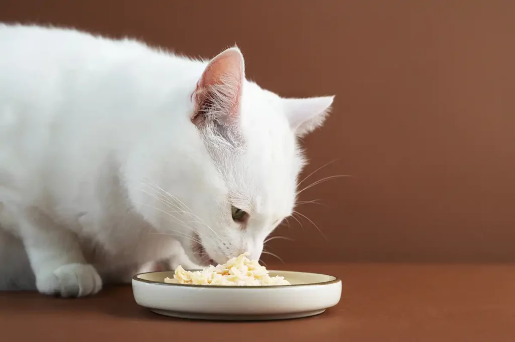 Descubra quais alimentos os gatos podem comer com segurança - Meu Pet Meu Amigo 02