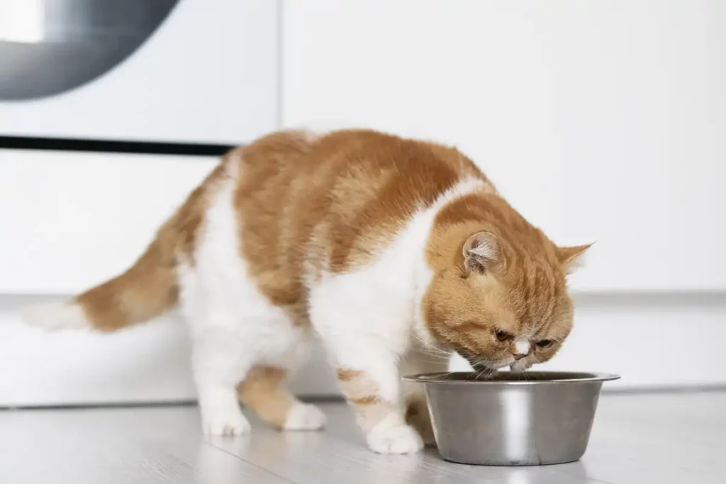 Descubra quais alimentos os gatos podem comer com segurança - Meu Pet Meu Amigo 03